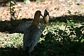 Sorthovedet Ibis